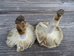 Russula sororia