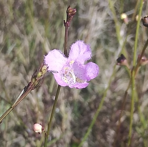 Image of Agalinis maritima by (c) Jochen Essig, some rights reserved (CC BY)