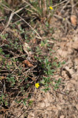 Pseudocistus