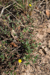 Pseudocistus