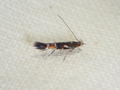 Cosmopterix pulchrimella