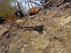 Basiliscus galeritus