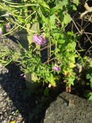 Epilobium hirsutum