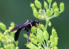 Exetastes suaveolens