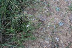 Linum tenuifolium