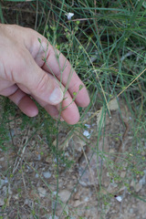 Linum tenuifolium