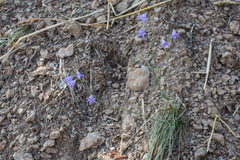 Campanula macrorhiza catalanica