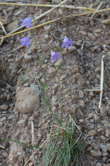 Campanula macrorhiza catalanica