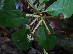 Dendropanax