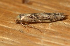 Blastobasis adustella