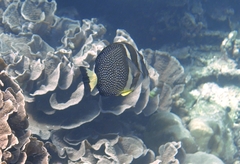 Acanthurus guttatus