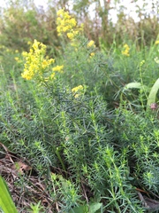 Galium verum