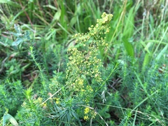 Galium verum
