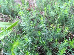 Galium verum