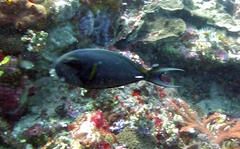 Acanthurus leucocheilus
