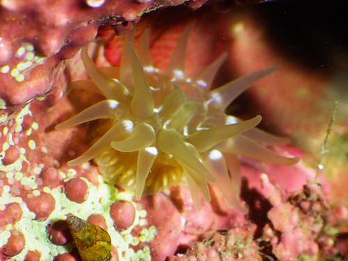 Brooding Anemone, photo 3 of 7