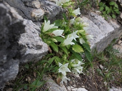 Campanula pendula