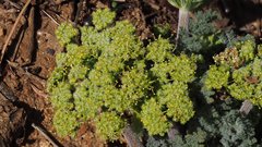 Lomatium dasycarpum dasycarpum