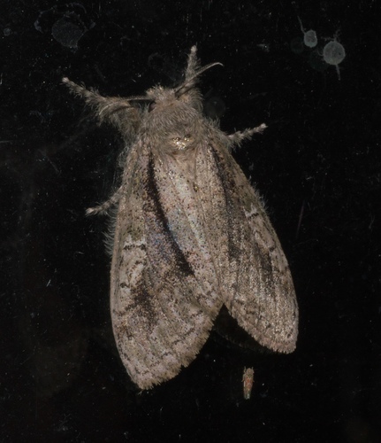 Tephra Tussock Moth photo 4