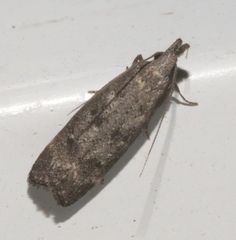 Dichomeris inversella