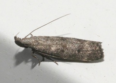 Dichomeris inversella