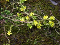 Sedum greggii