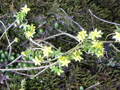 Sedum greggii