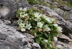 Campanula pendula