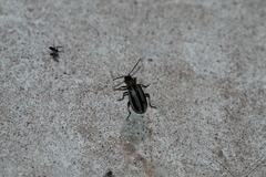 Acalymma trivittatum