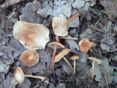 Gymnopus ocior