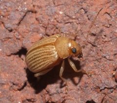 Colaspis brunnea