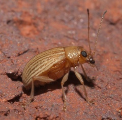 Colaspis brunnea