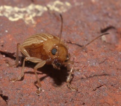 Colaspis brunnea