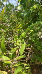 Oplonia spinosa