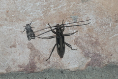 Eburia ovicollis