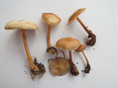 Gymnopus ocior