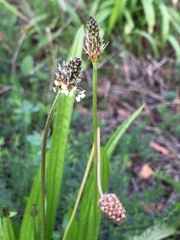 Plantago lanceolata