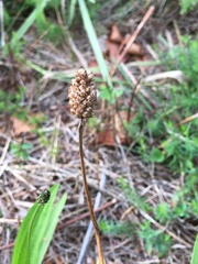 Plantago lanceolata