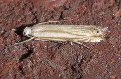 Polyhymno luteostrigella