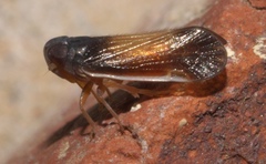 Haplaxius slossonae