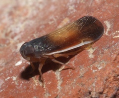 Haplaxius slossonae