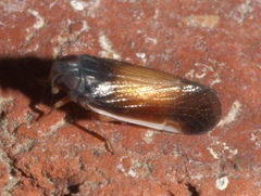 Haplaxius slossonae