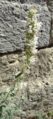 Nepeta nepetella