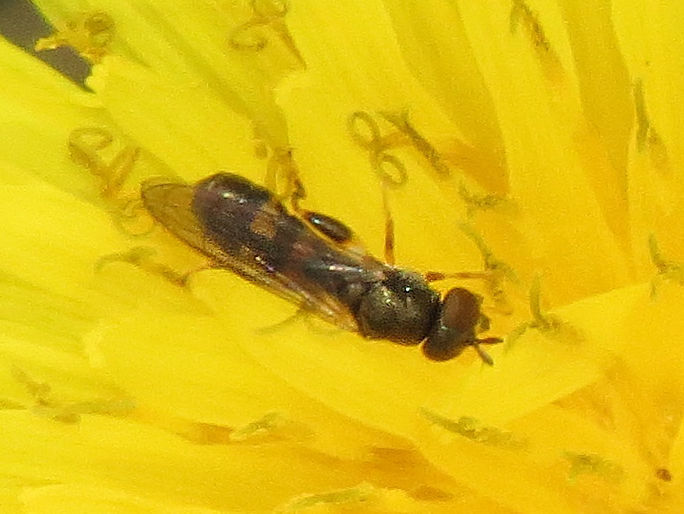 Double-banded Fen Fly