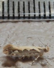 Ornativalva erubescens