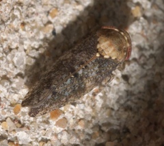 Paraphlepsius collitus