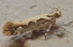 Ornativalva erubescens