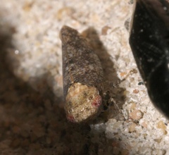 Paraphlepsius collitus