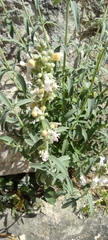 Nepeta nepetella