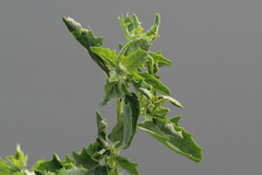Atriplex suberecta